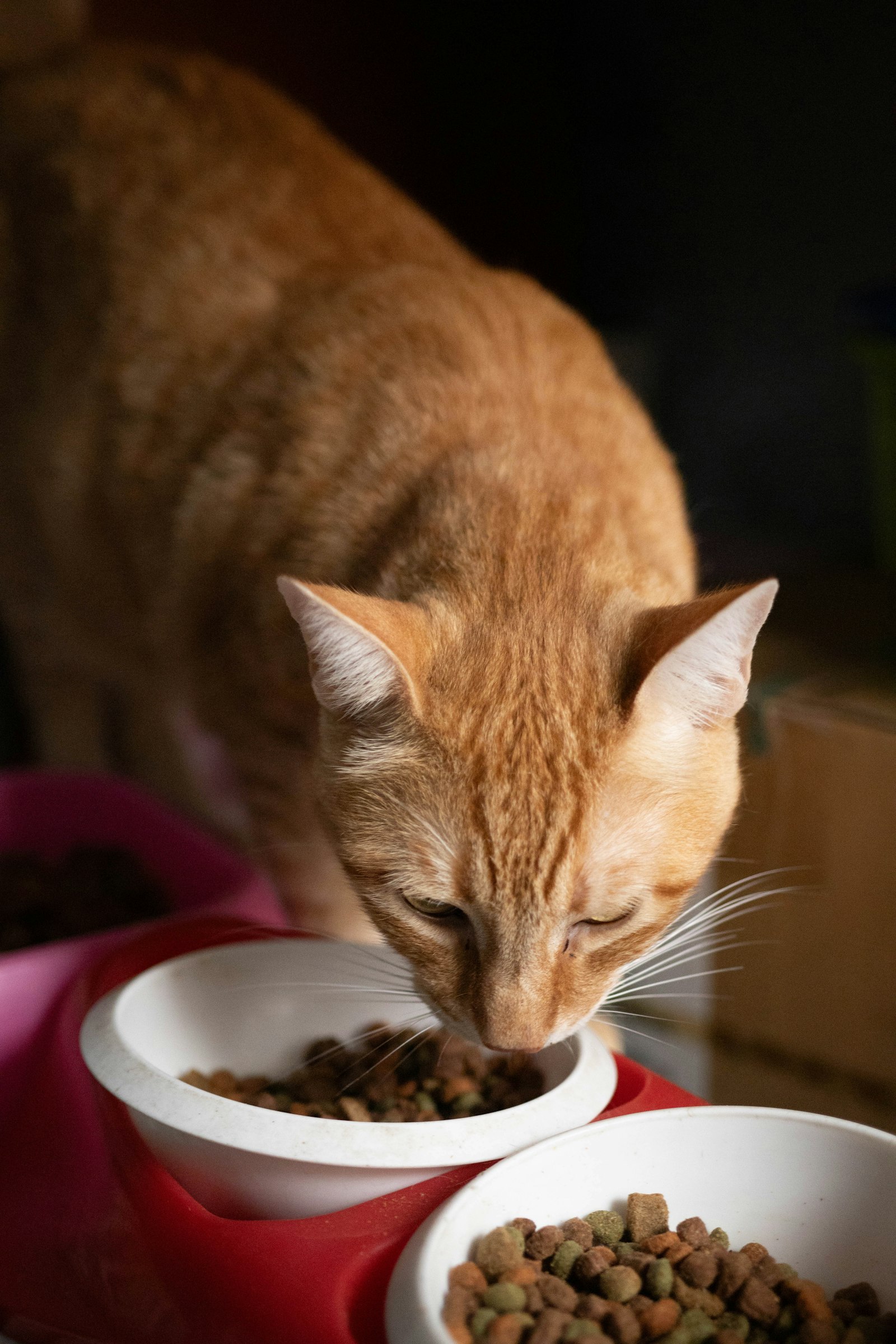 Best Automatic Pet Feeder — cat eating dry food from a bowl