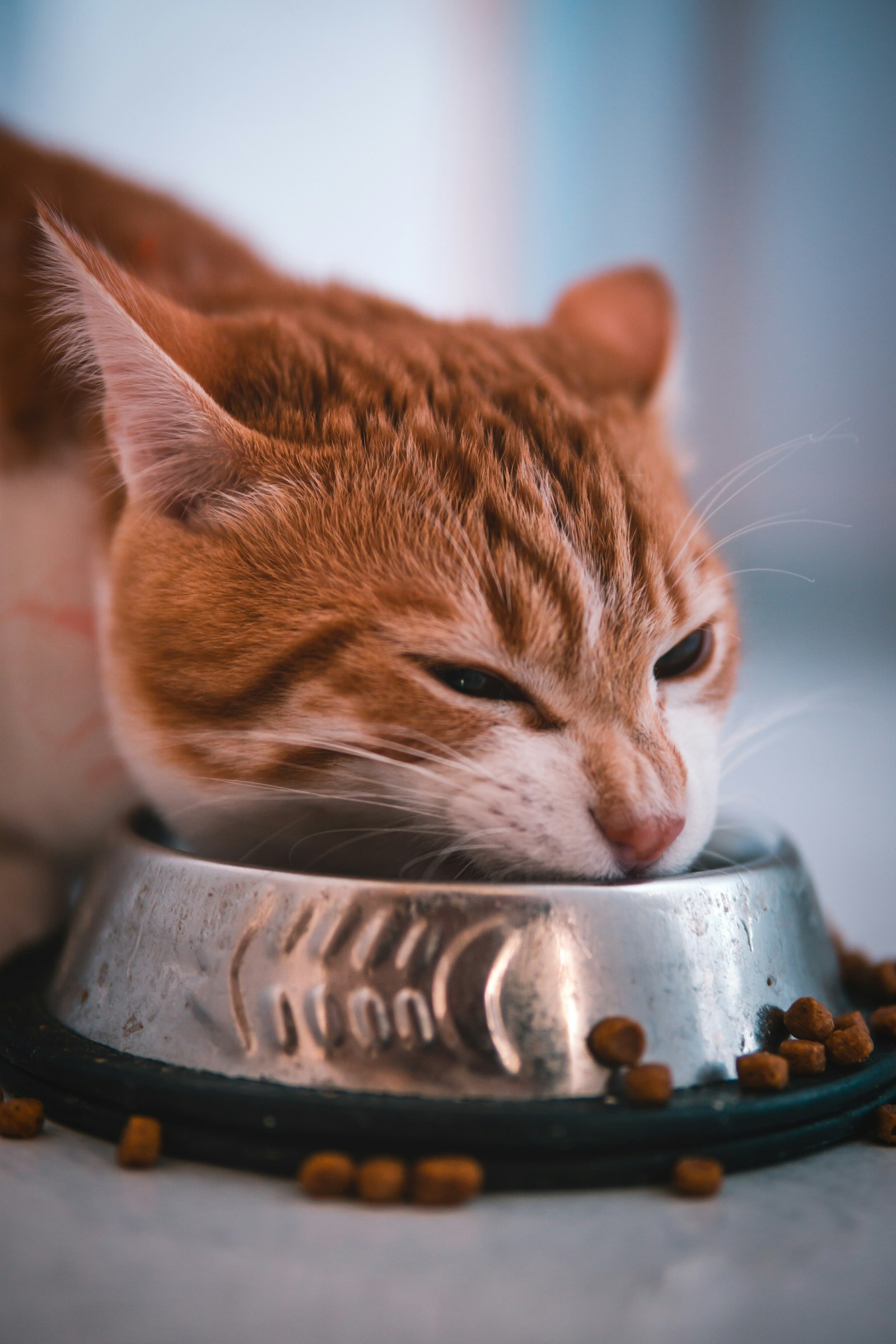 Best Automatic Pet Feeder — cat enjoying a scheduled meal