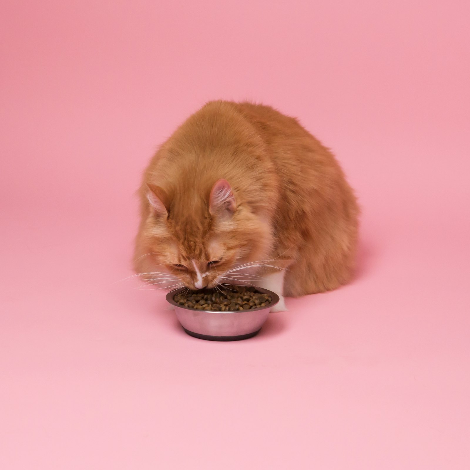Best Automatic Pet Feeder — cat eating from a food bowl
