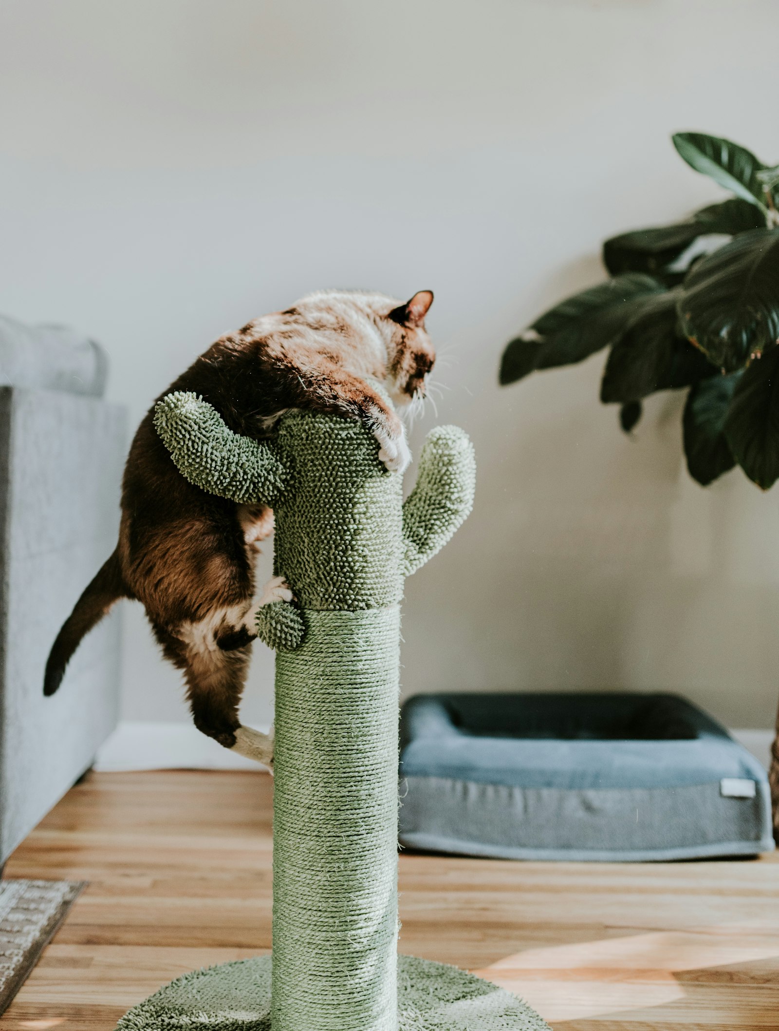 Best Cat Tree — brown tabby cat perched on a cat tree