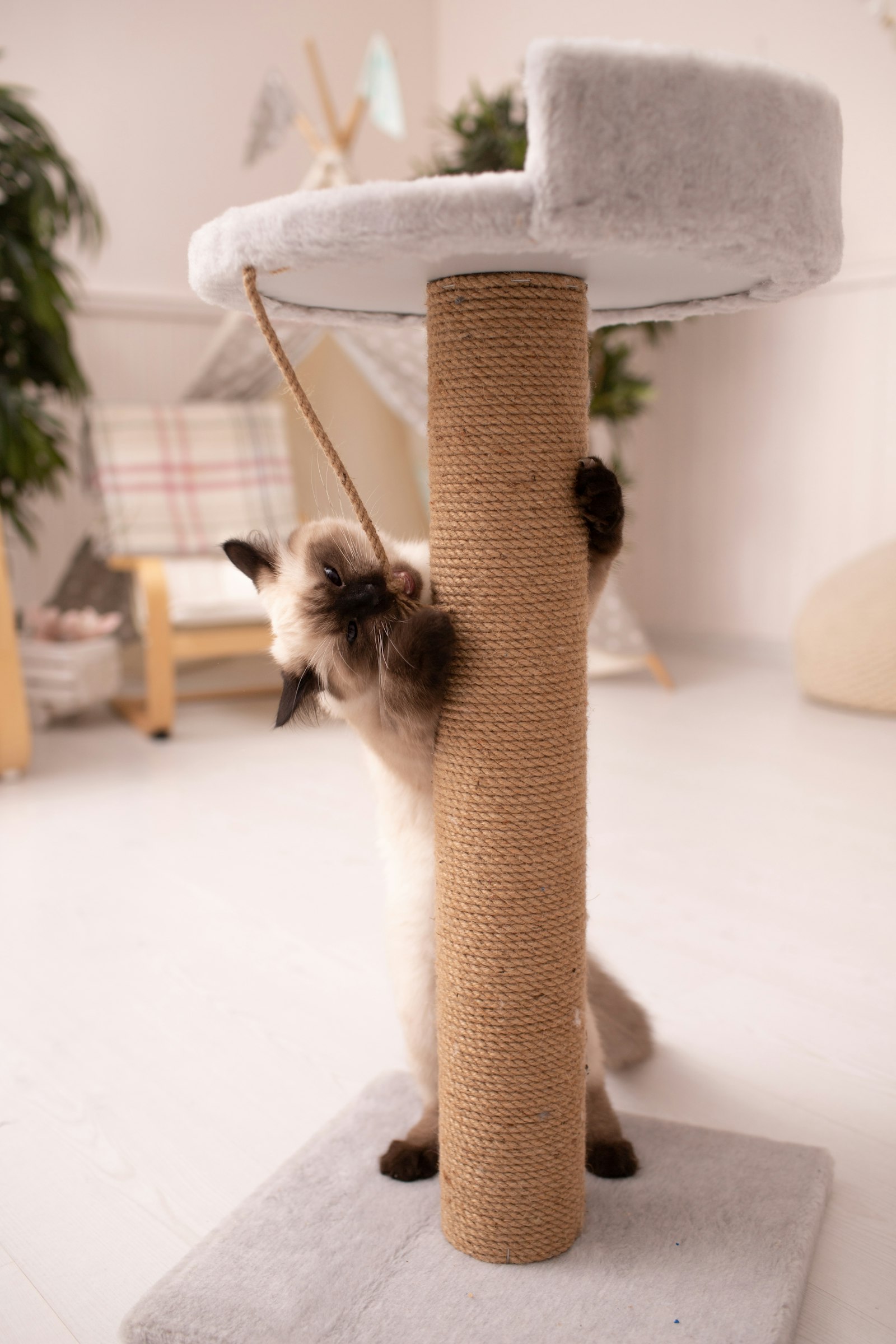 Best Cat Tree — cat playing on a scratching post