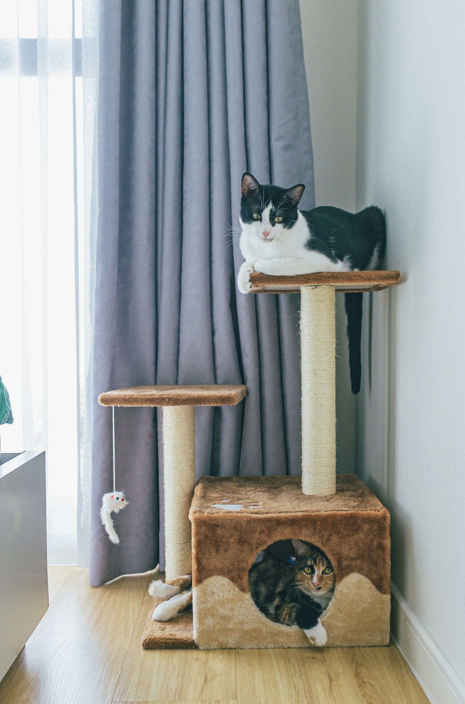 Best Cat Tree — two cats relaxing on a cat tree