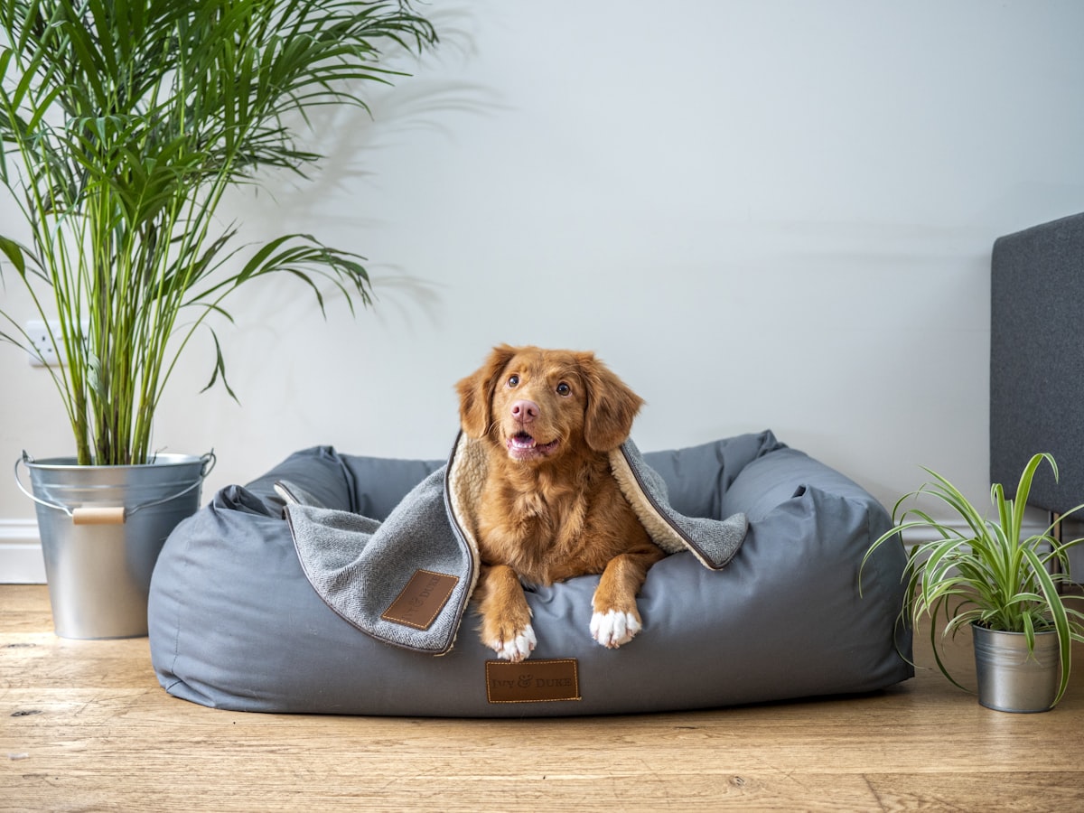 best dog bed calming orthopedic