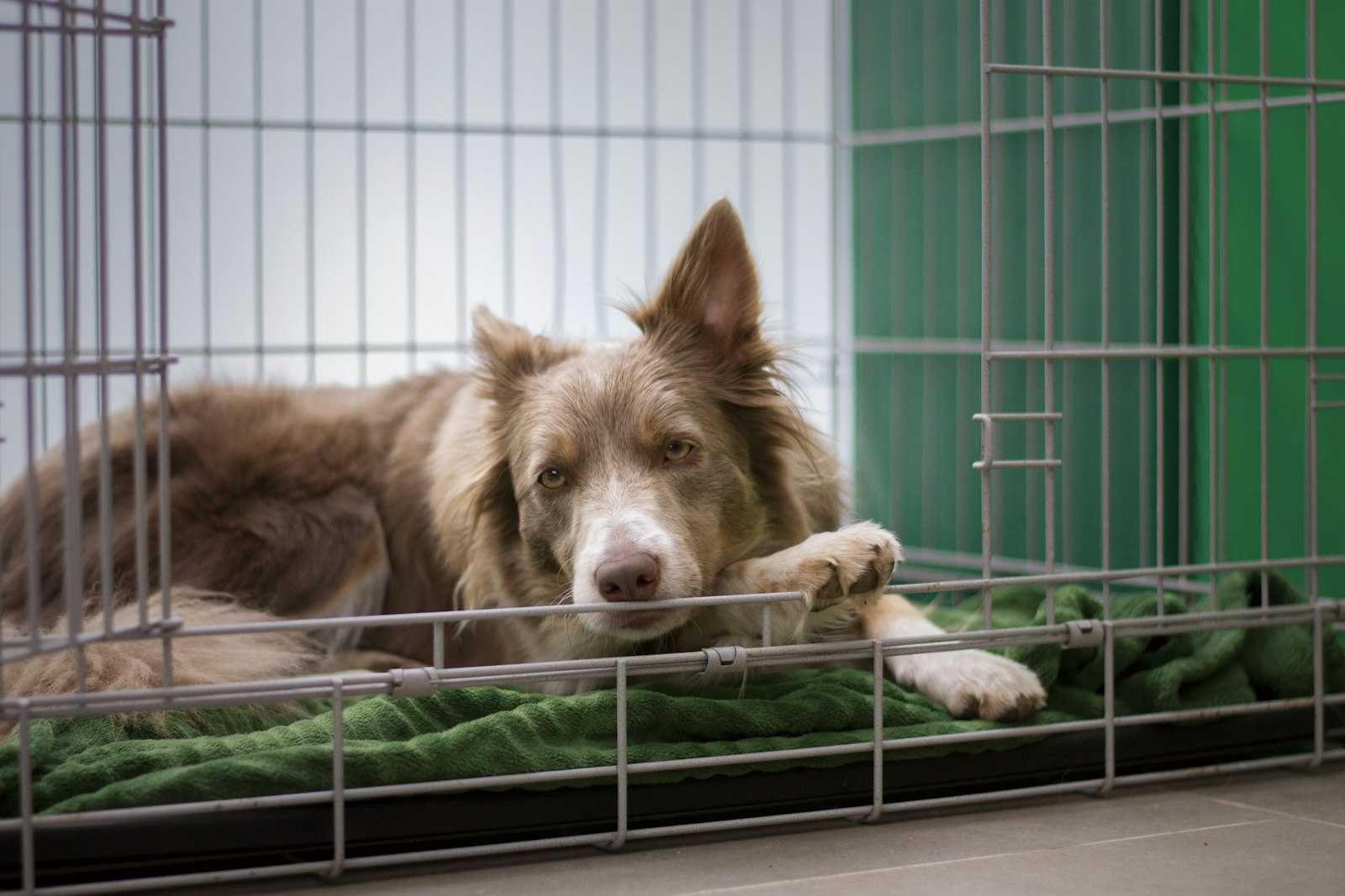 Best Dog Crate — dog resting comfortably inside a wire crate