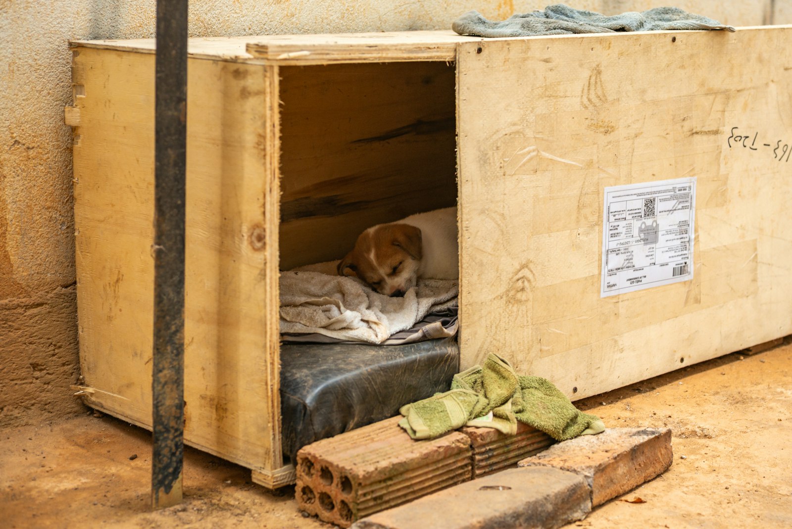 Best Dog Crate — small dog resting in a crate
