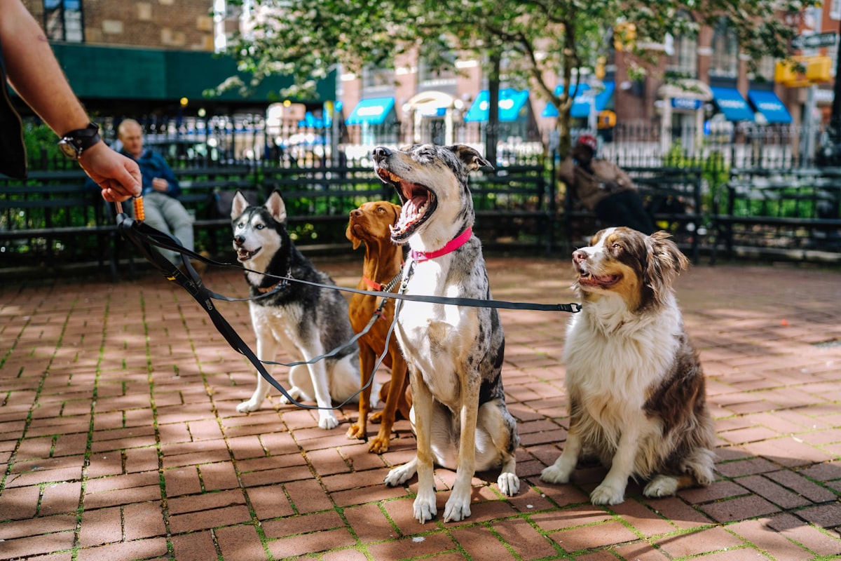 best dog leash and harness no pull