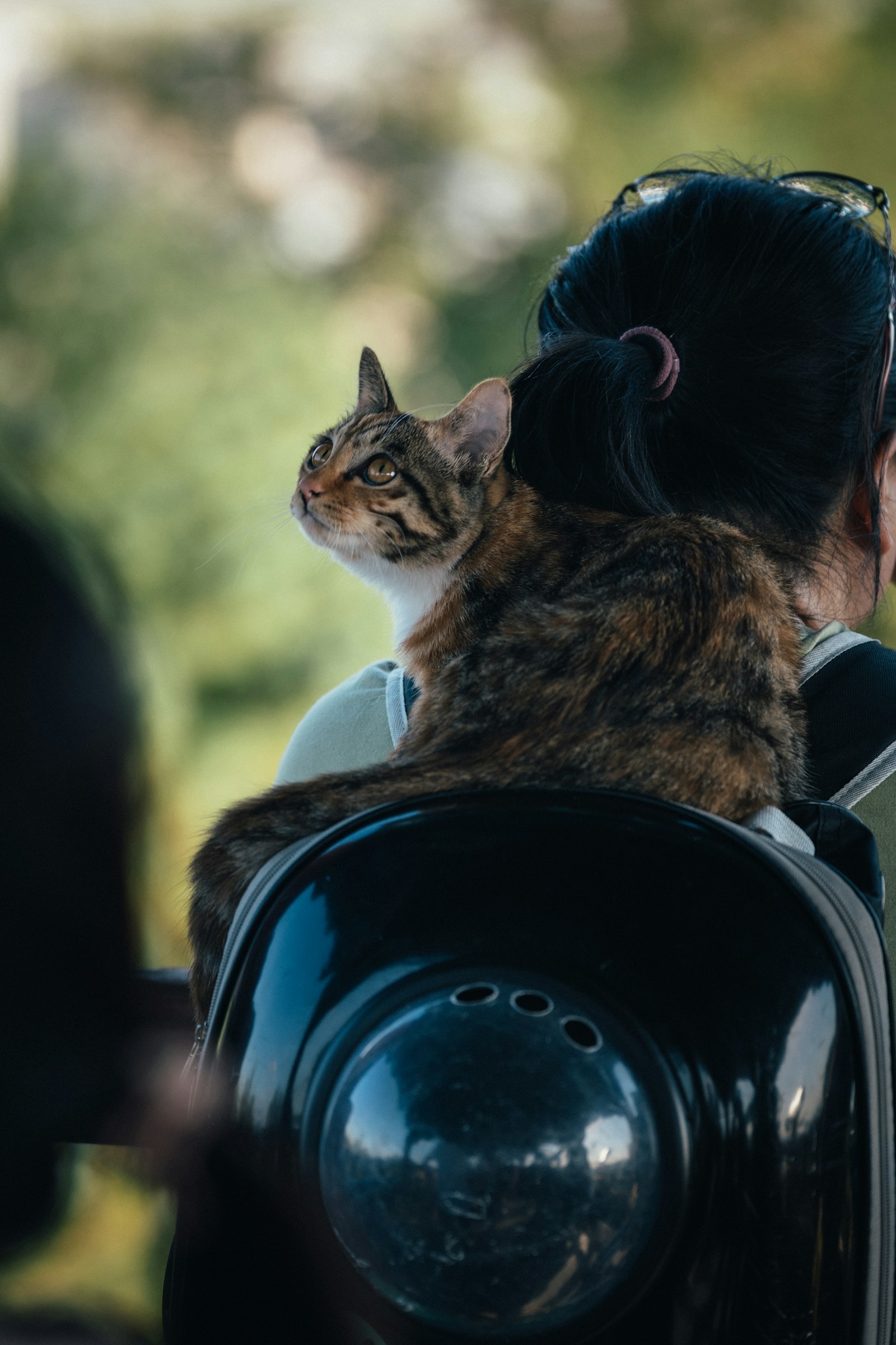 Best Pet Carrier — cat riding in a backpack-style carrier