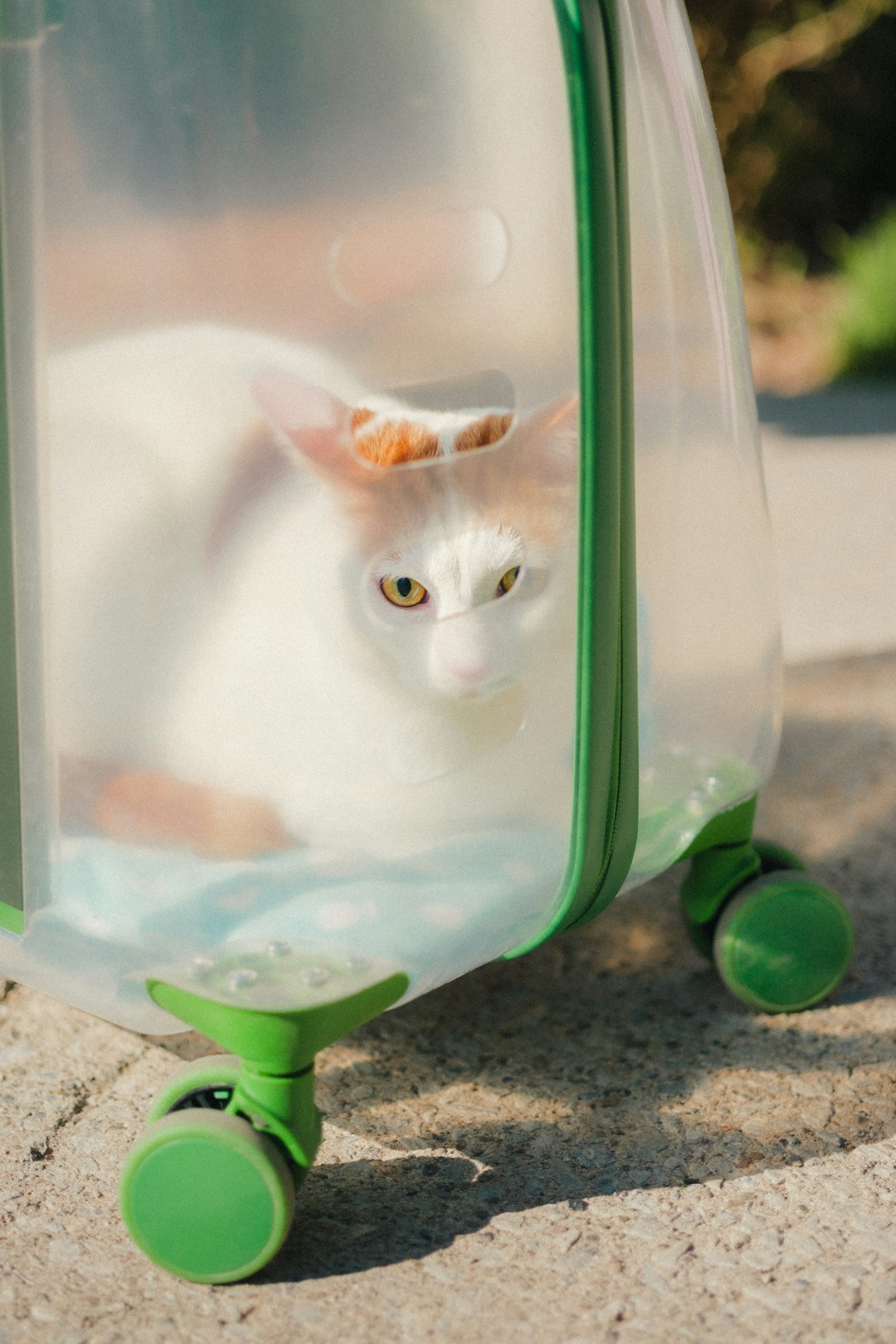 Best Pet Carrier — cat peeking out of a travel carrier
