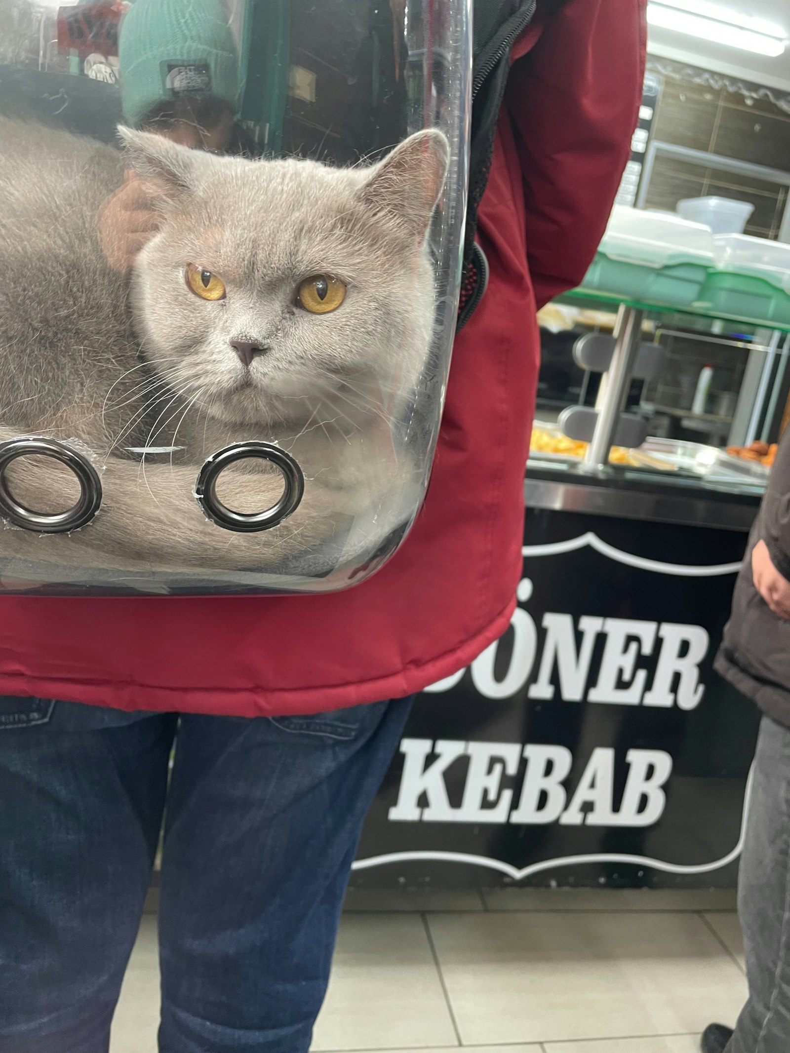 Best Pet Carrier — cat looking out through the carrier window