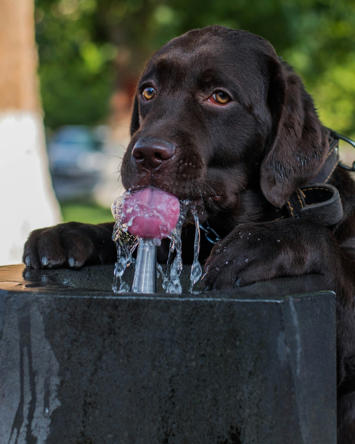 best pet water fountain stainless steel