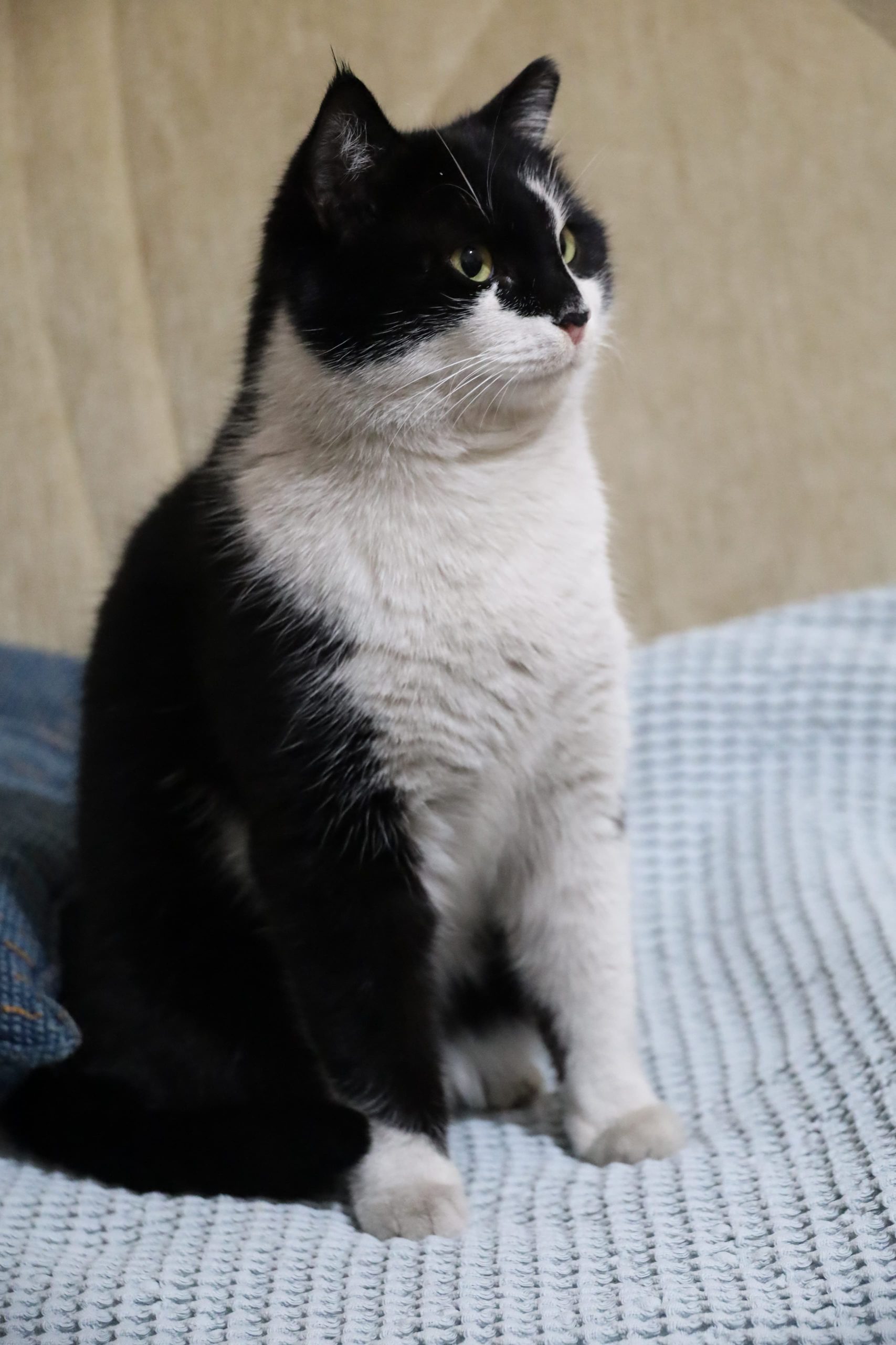 best cat scratching post — multiple cat scratching posts in a living room setup