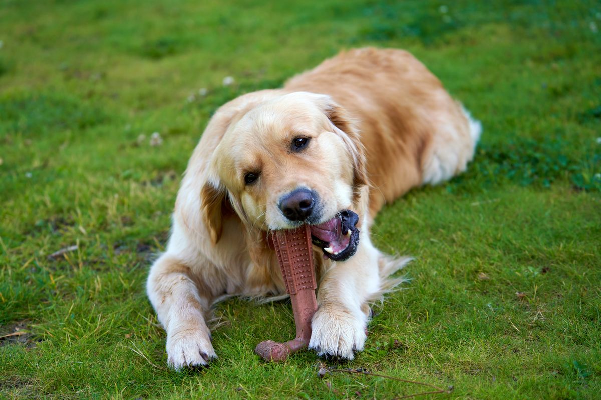Golden retriever playing with one of the best dog chew toys