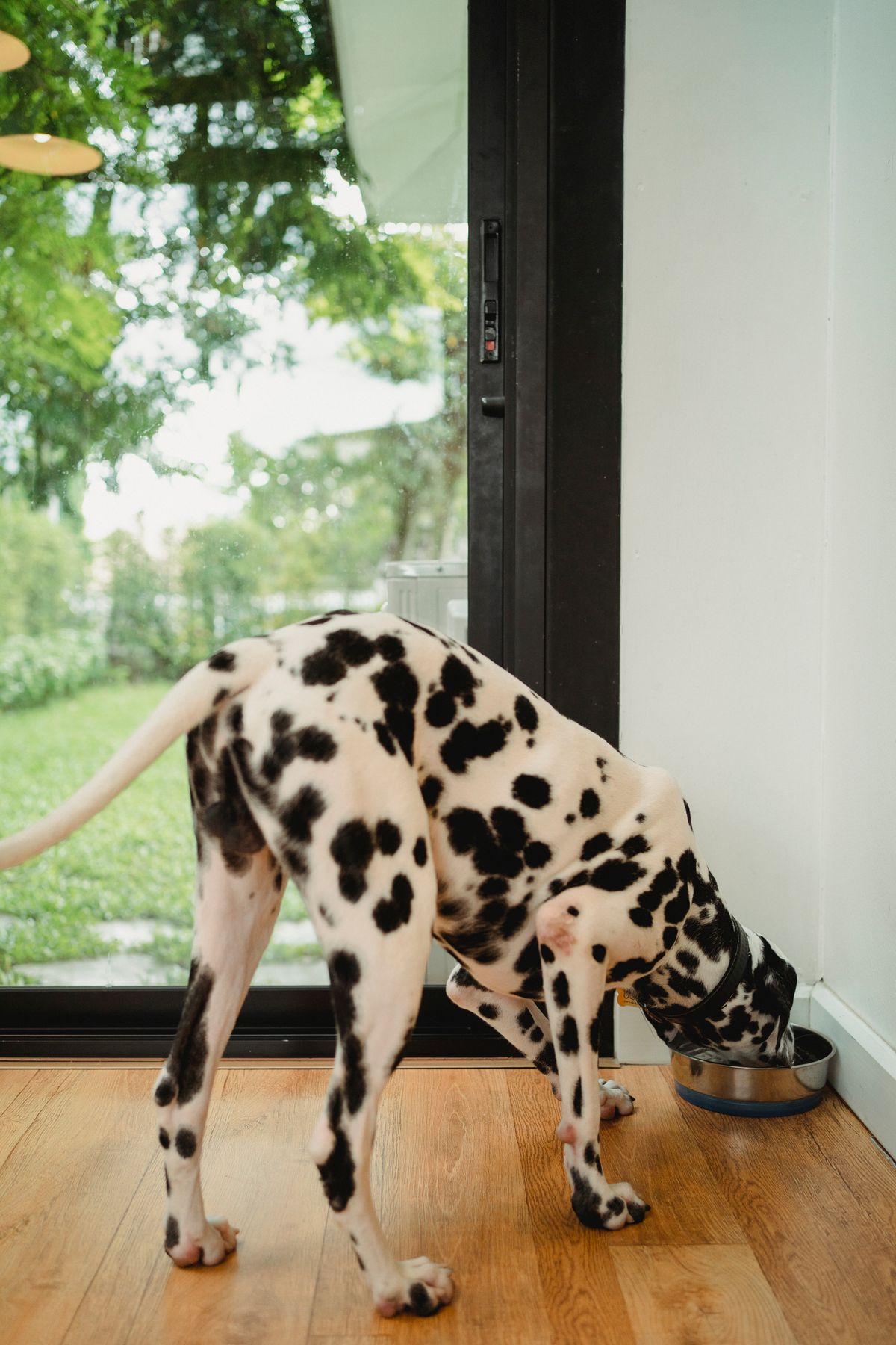 Dog eating from the best elevated dog bowl