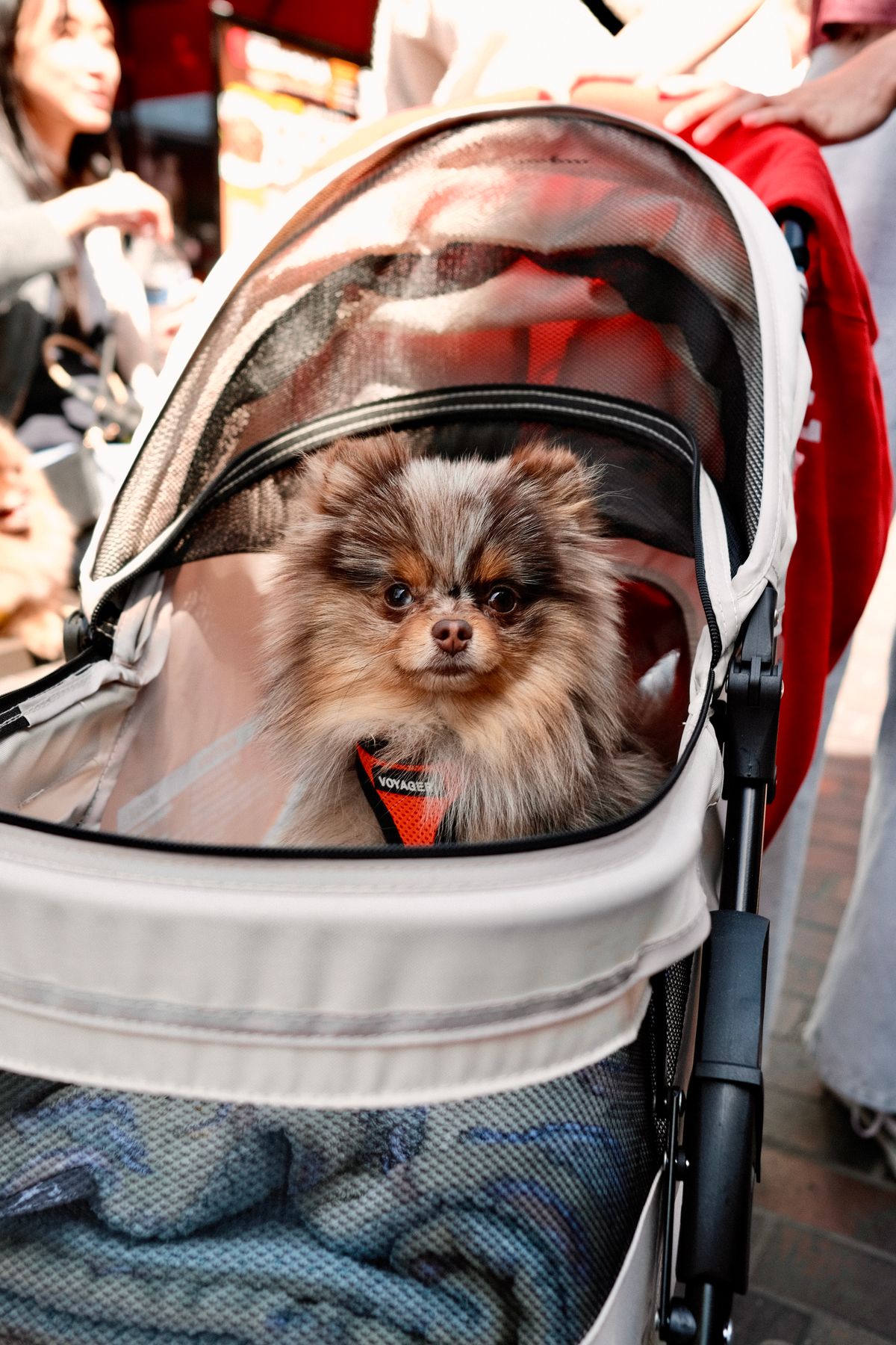 Small dog resting in the best pet stroller outdoors
