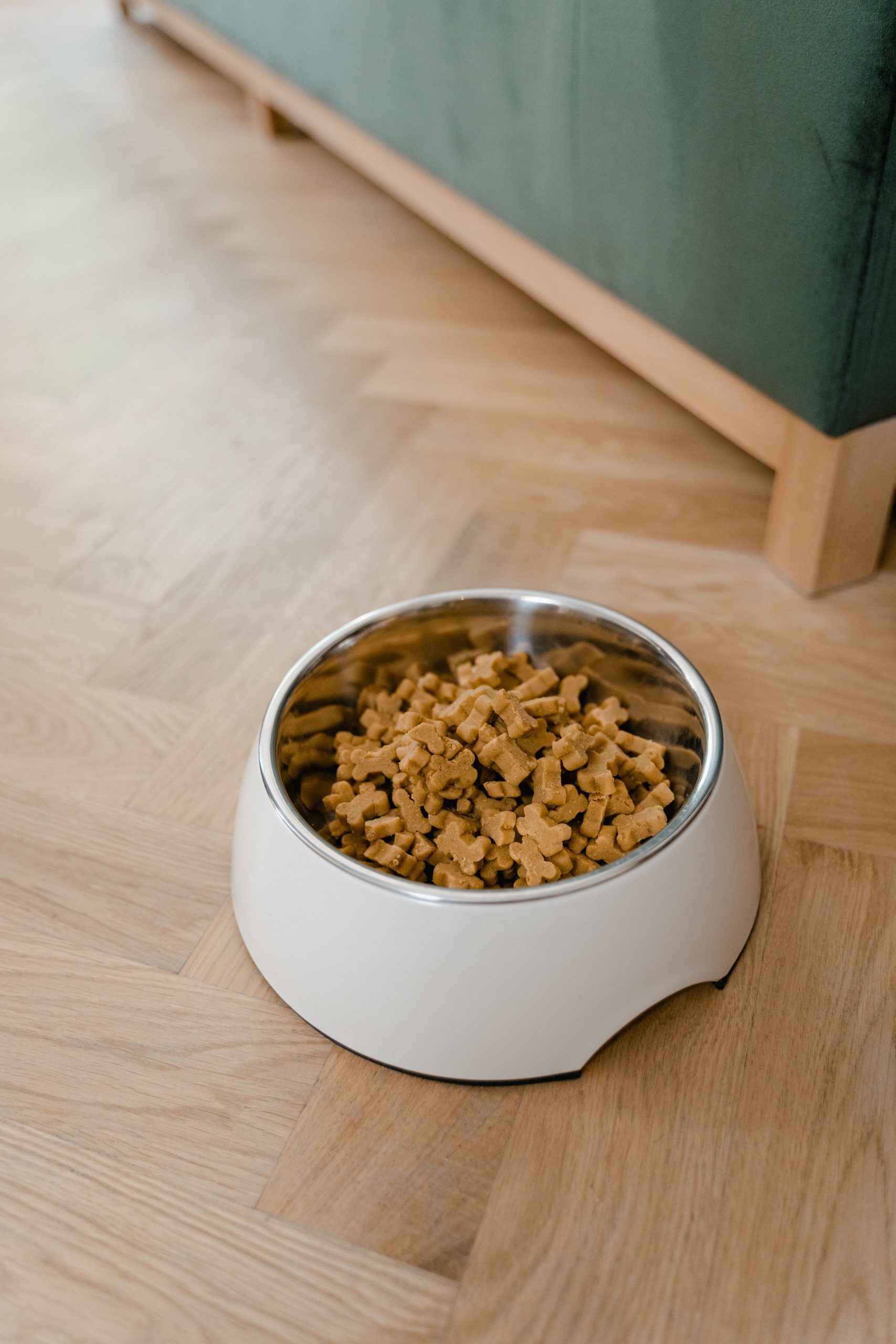 best slow feeder bowl — cat eating from a shallow slow feeder bowl
