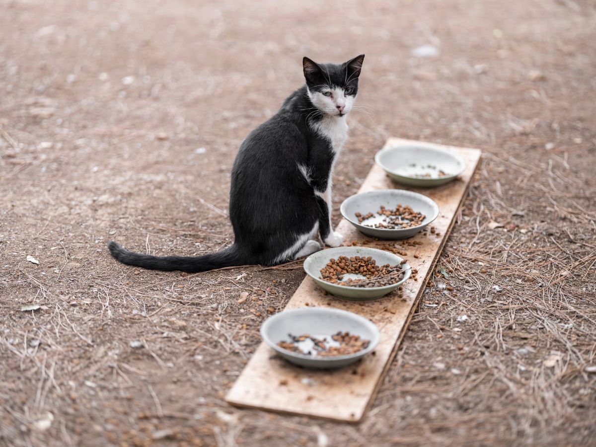 Do you need an automatic feeder for cats