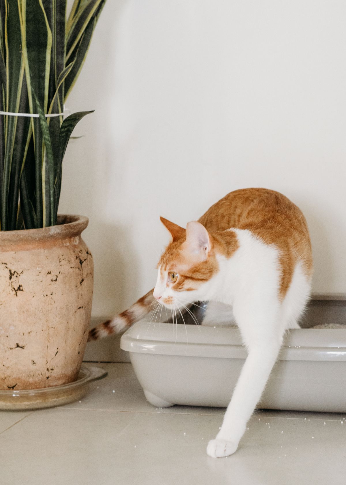 how often should you clean a litter box