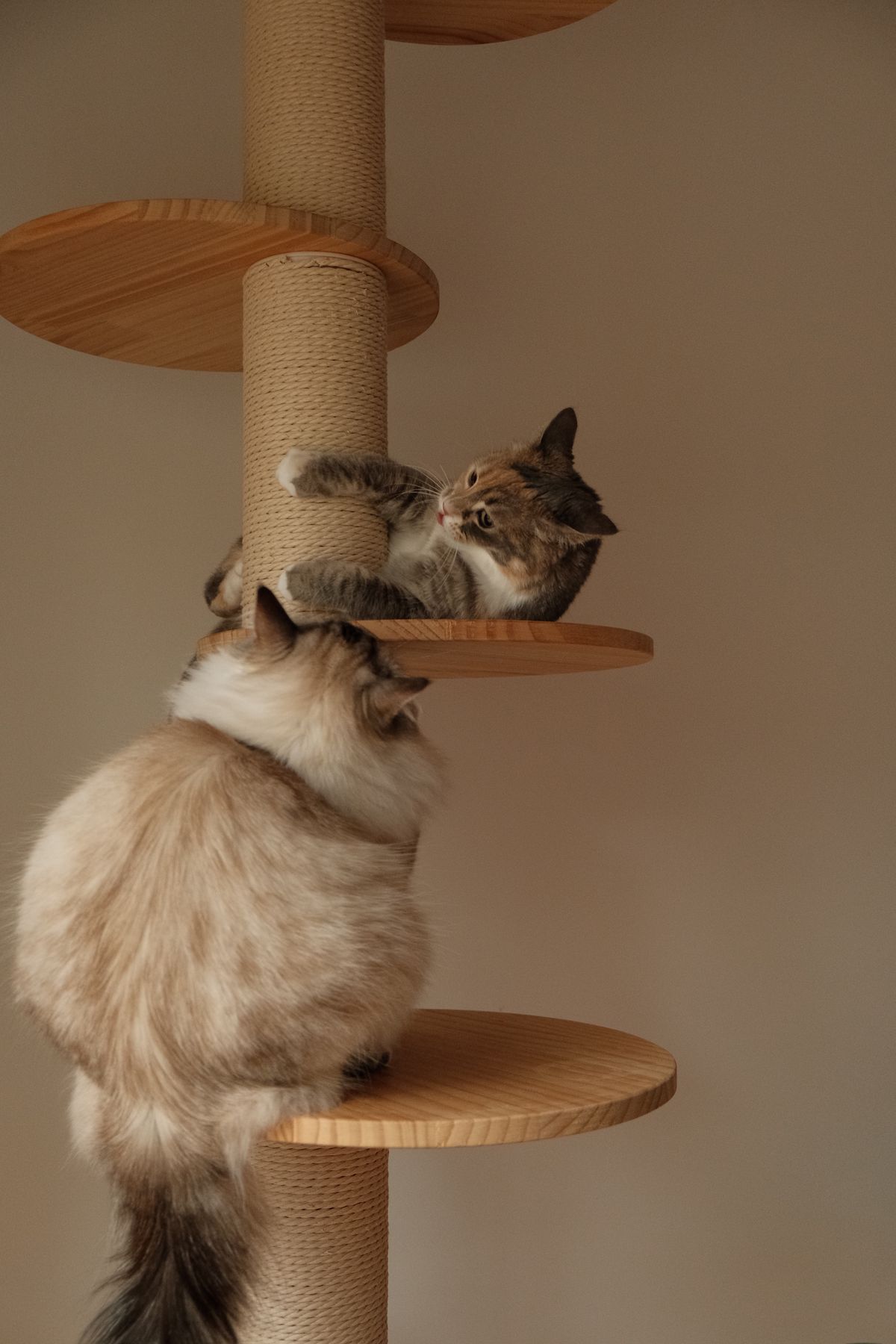How many scratching posts do you need for cats