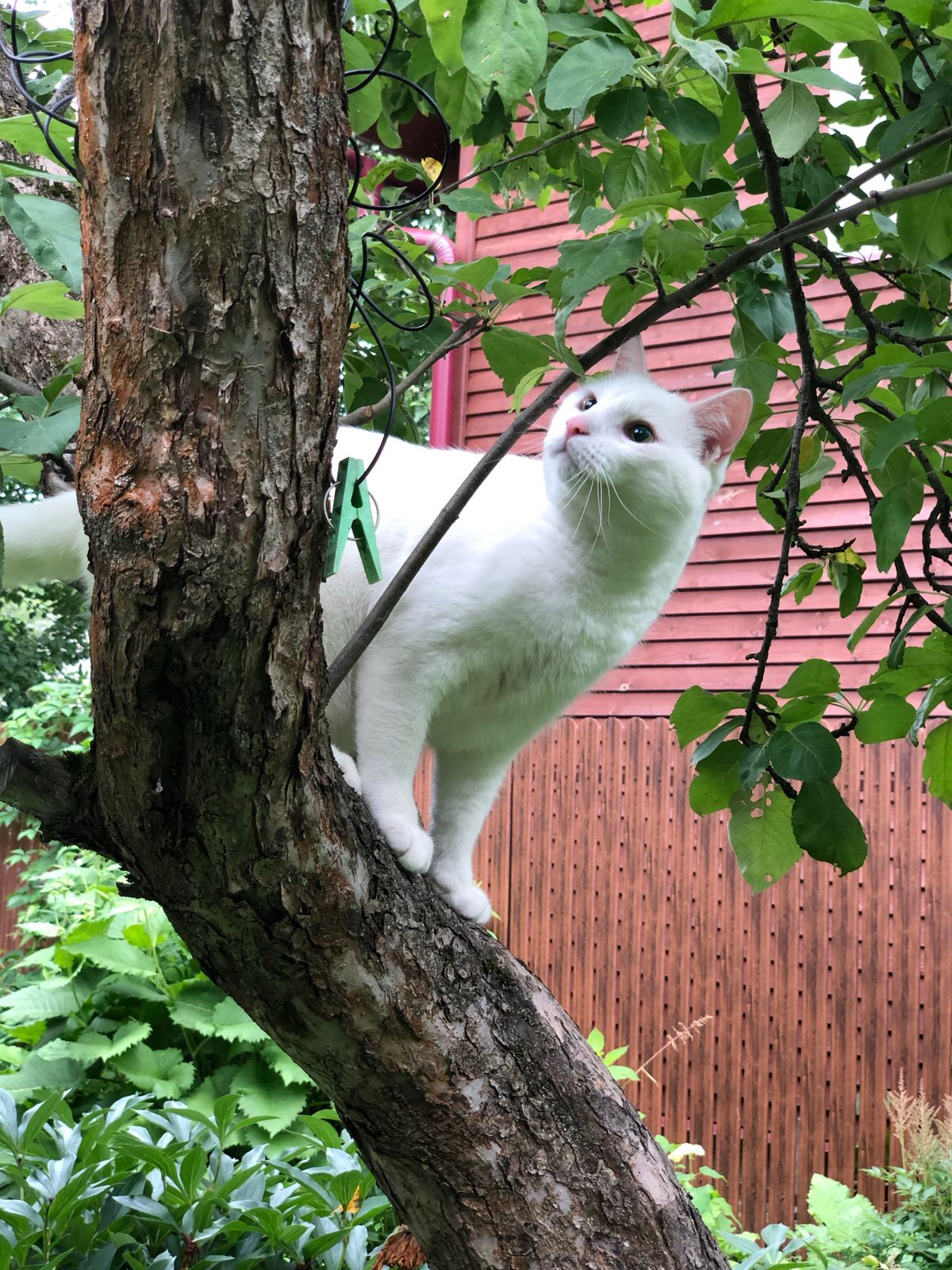 How long do cat trees last