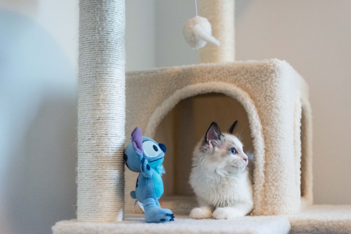 Do cats need a cat tree - kitten relaxing on a plush cat tree