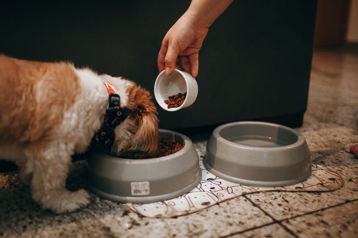 do you need a slow feeder bowl for your dog or cat