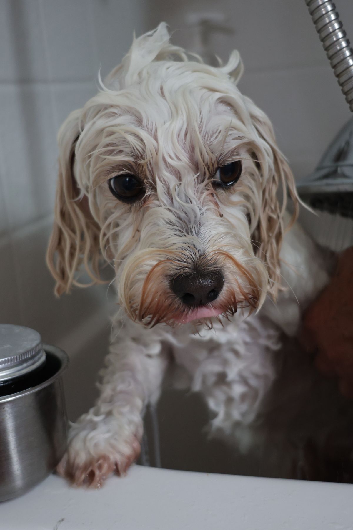 How often should you bathe your dog - wet dog in bathtub
