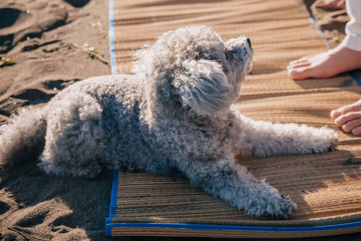 do you need a cooling mat for dogs
