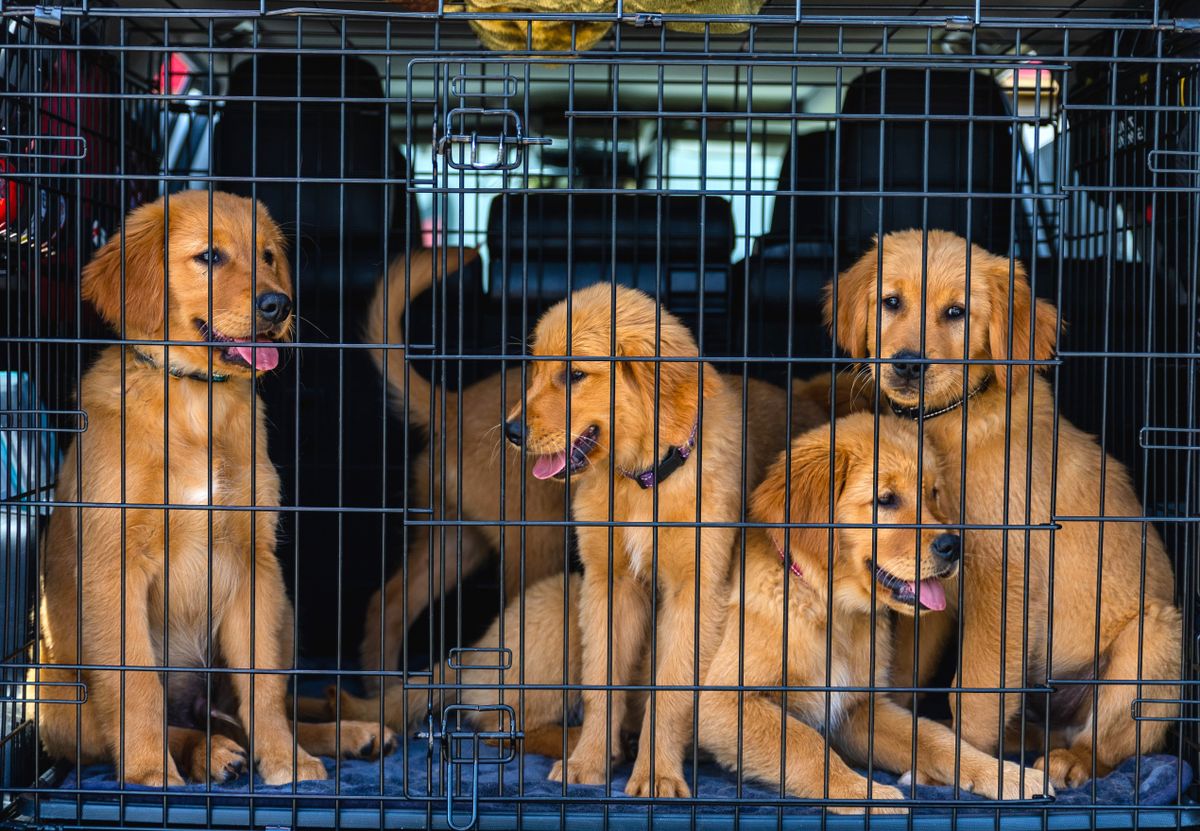 How long do dog crates last