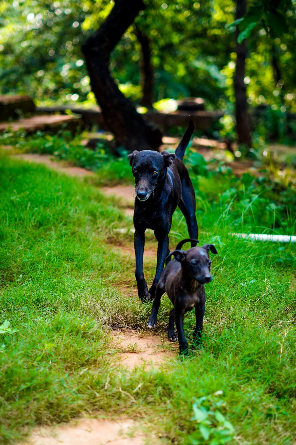 Do you need a GPS tracker for your dog