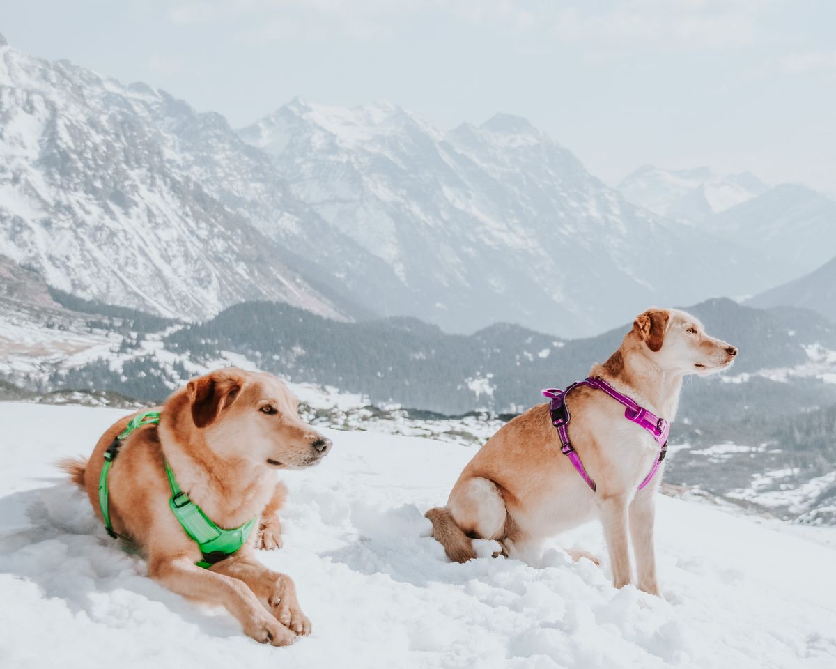 how long do dog harnesses last