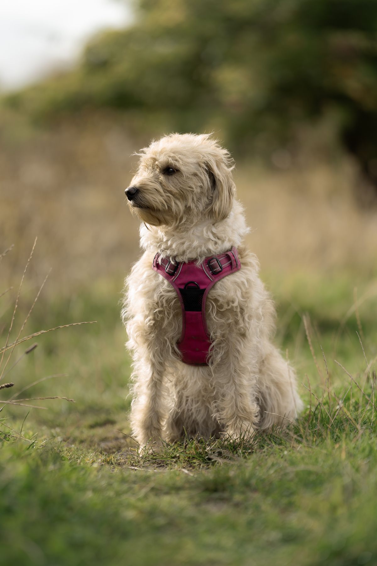 how long do dog harnesses last