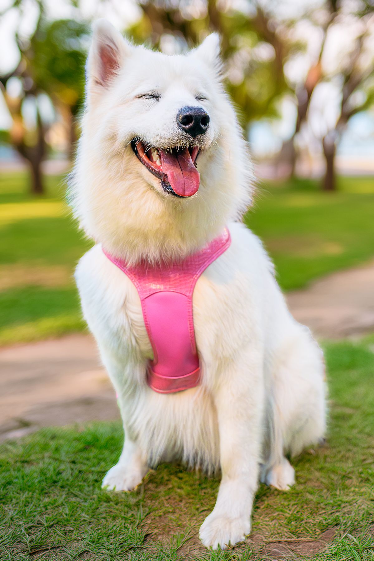 how long do dog harnesses last