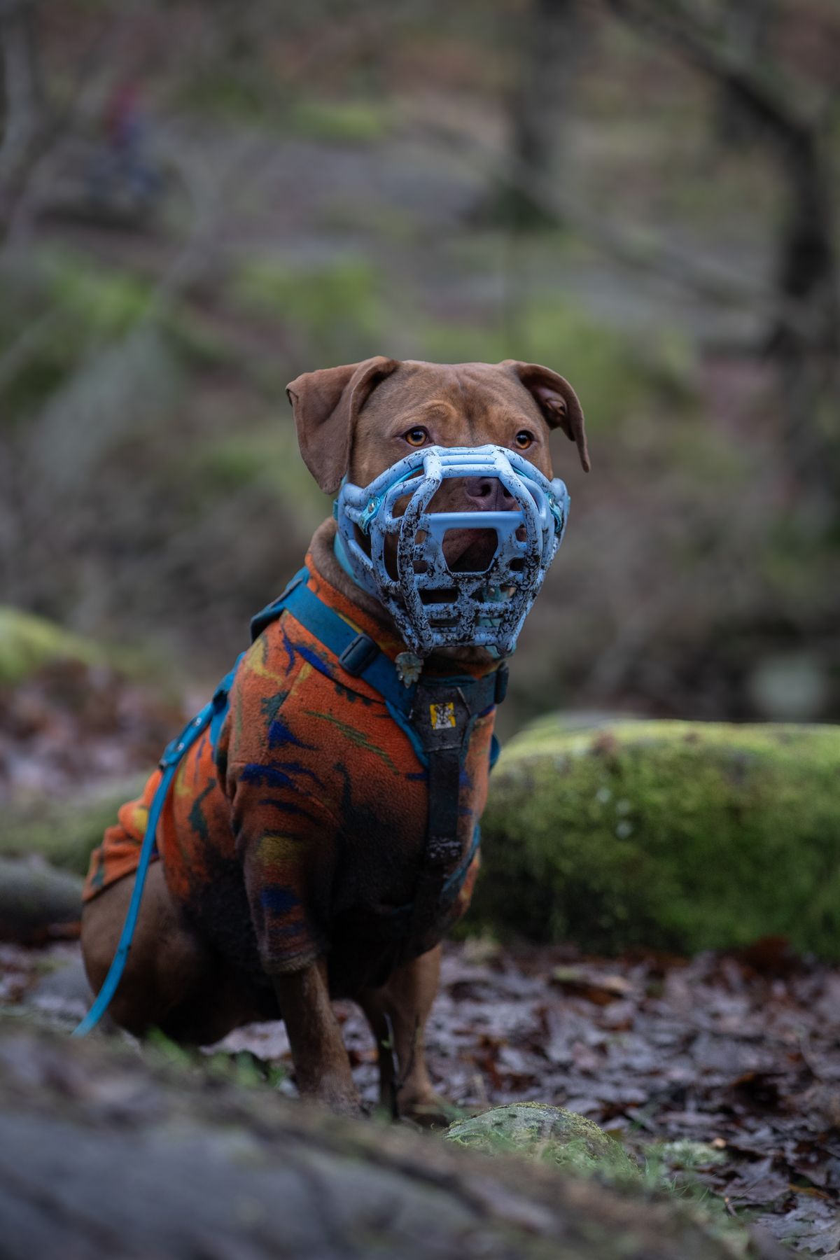 Do you need a muzzle for a reactive dog