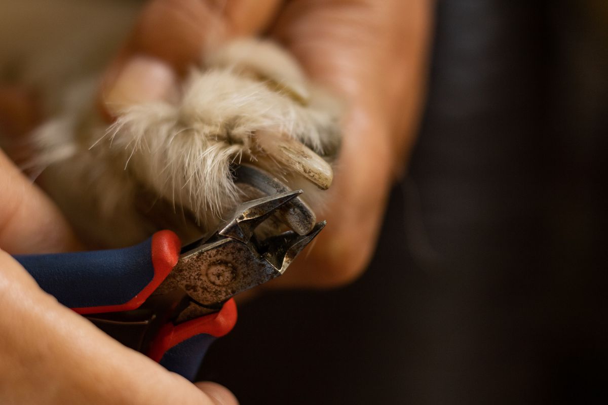 How often should you trim a dogs nails