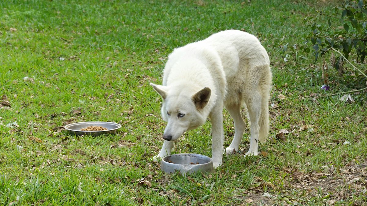 Do you need a raised feeder bowl for dogs