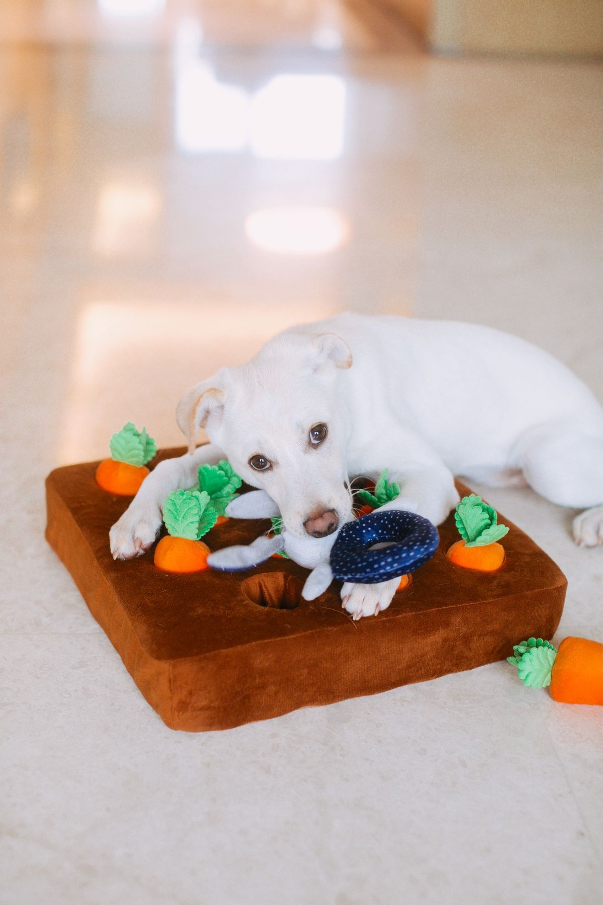 How often should you replace dog toys