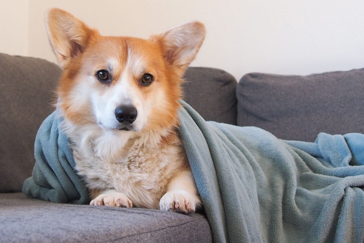 Do dogs need a weighted blanket