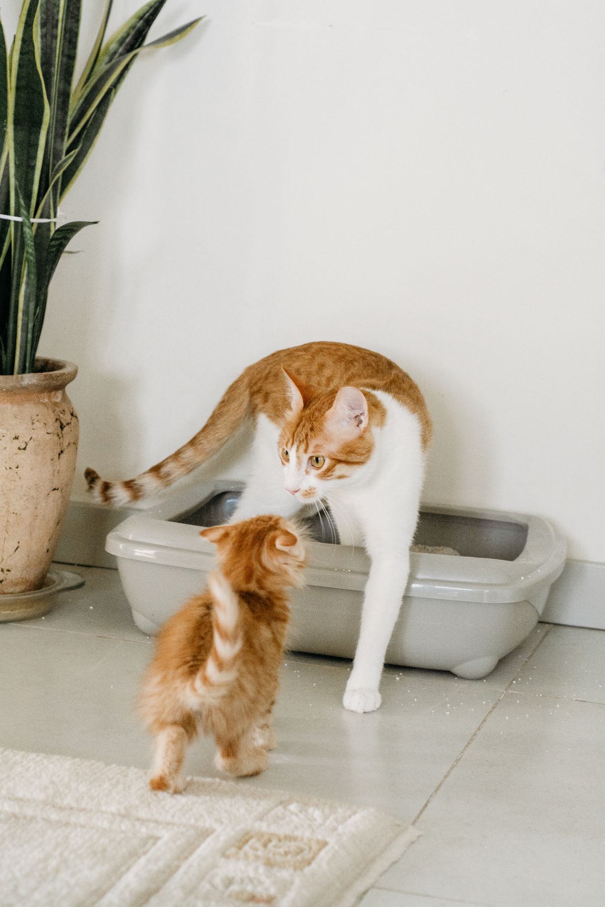 How many litter boxes do you need - tabby cat and kitten near a litter box