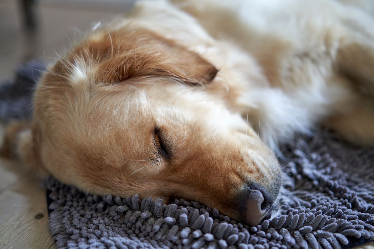 how often should you replace a dog bed