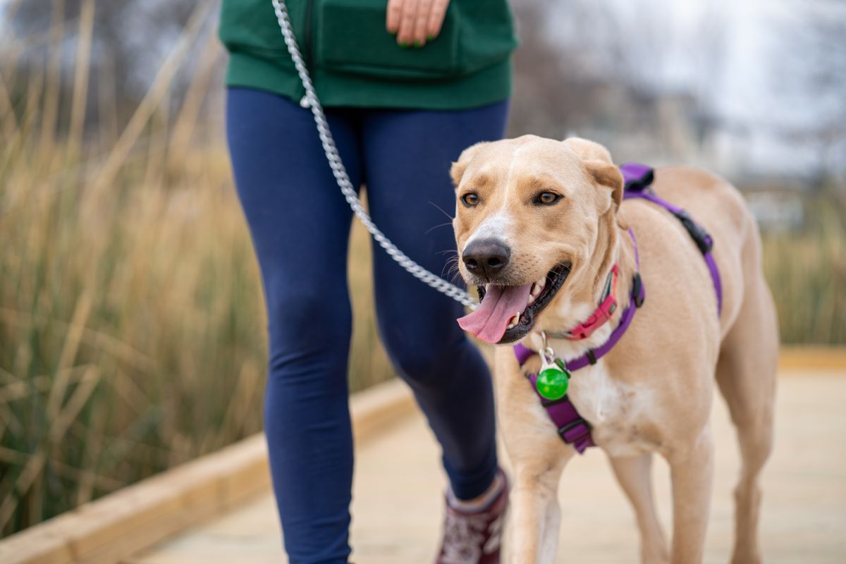 How often should you replace a dog leash - dog enjoying a walk on a leash