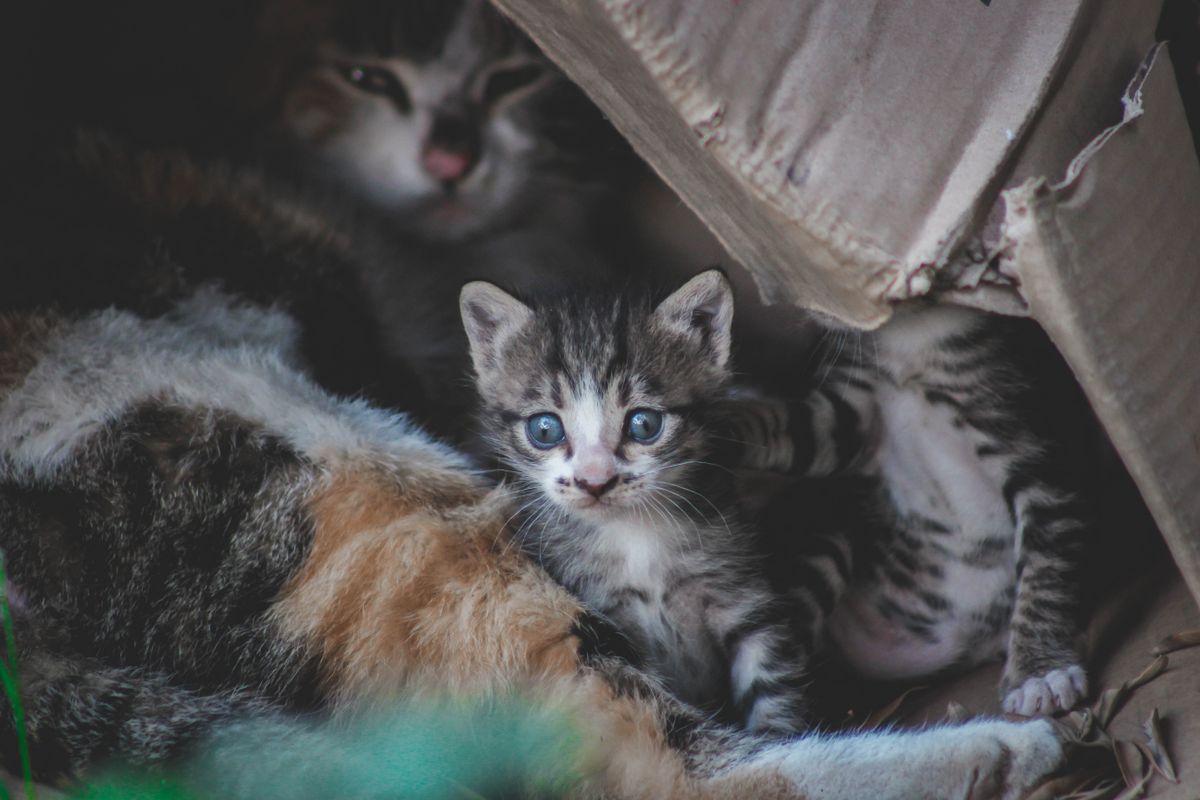How long does kitten litter training take