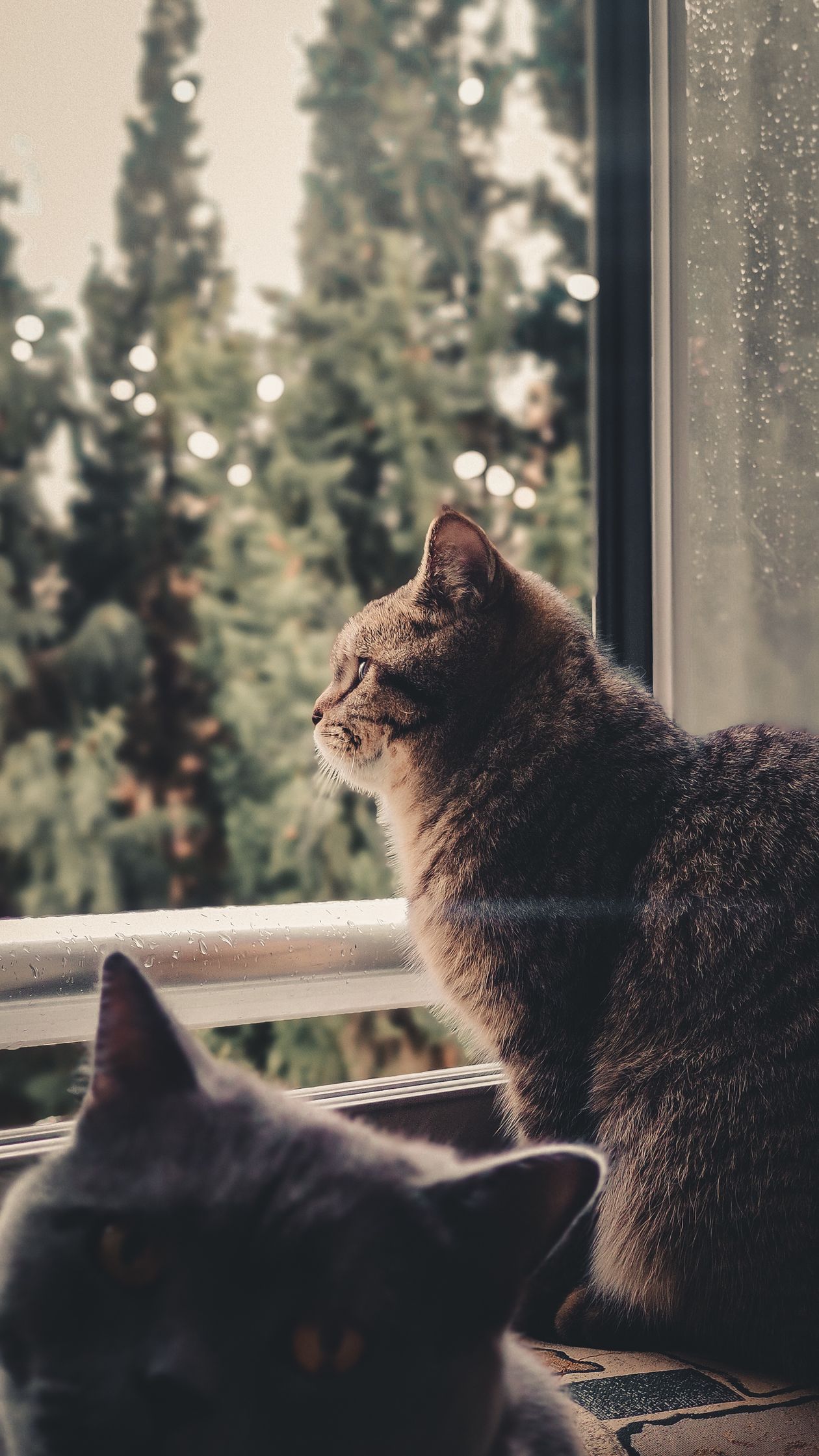 Two cats watching birds from a window