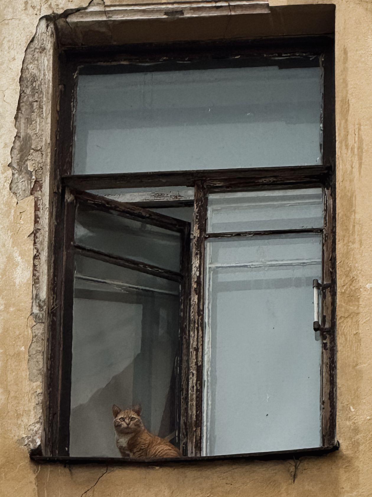 Ginger cat gazing out of a window