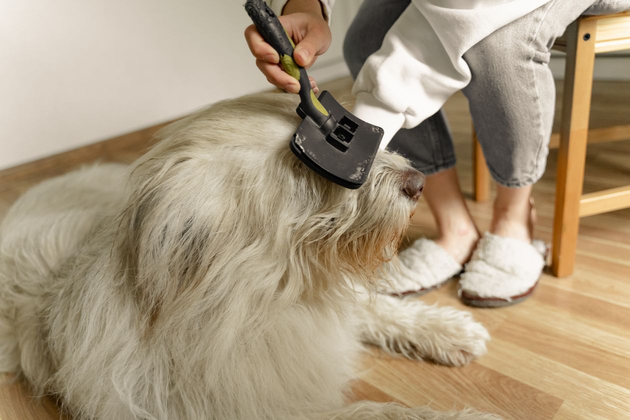 how often should you brush your dog