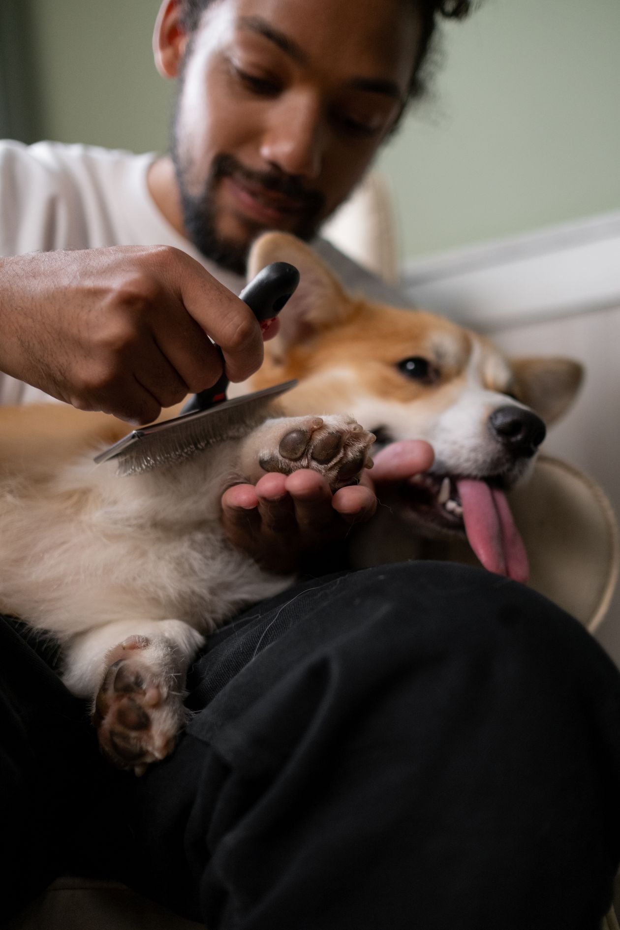Owner gently brushing a relaxed Corgi