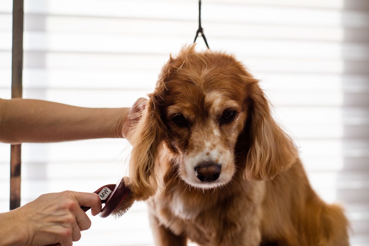 Cocker Spaniel being groomed with a brush