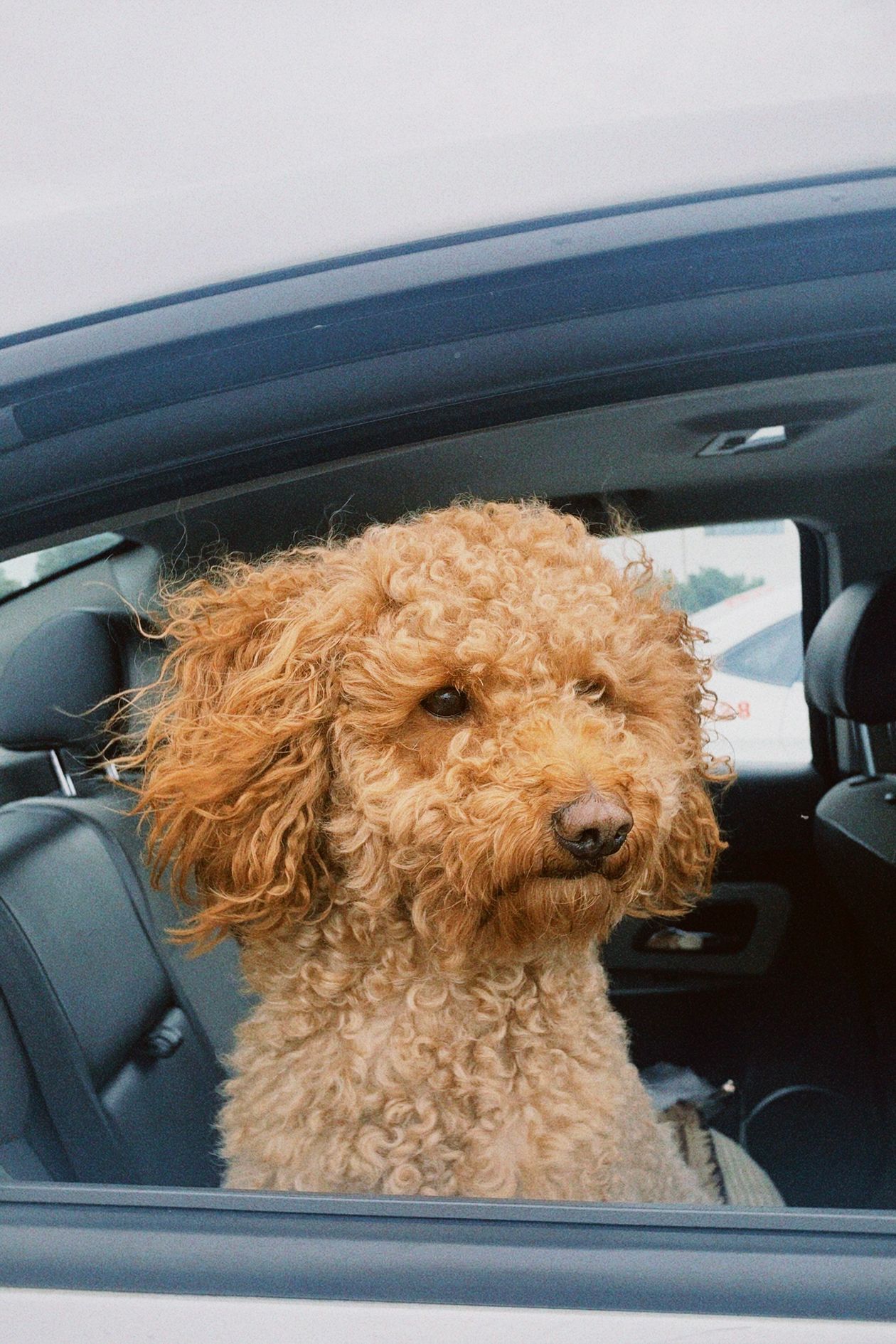 do you need a dog car seat cover
