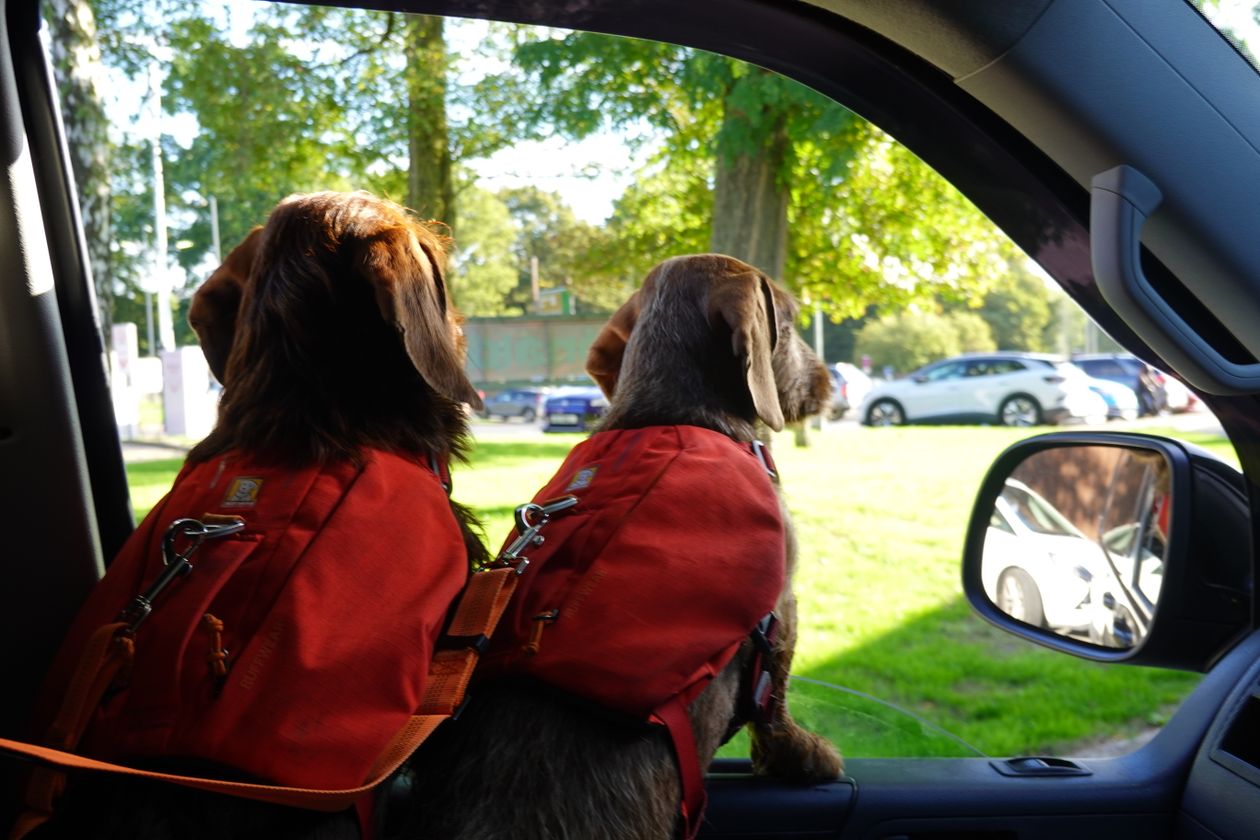 Two dogs riding in the back of a car