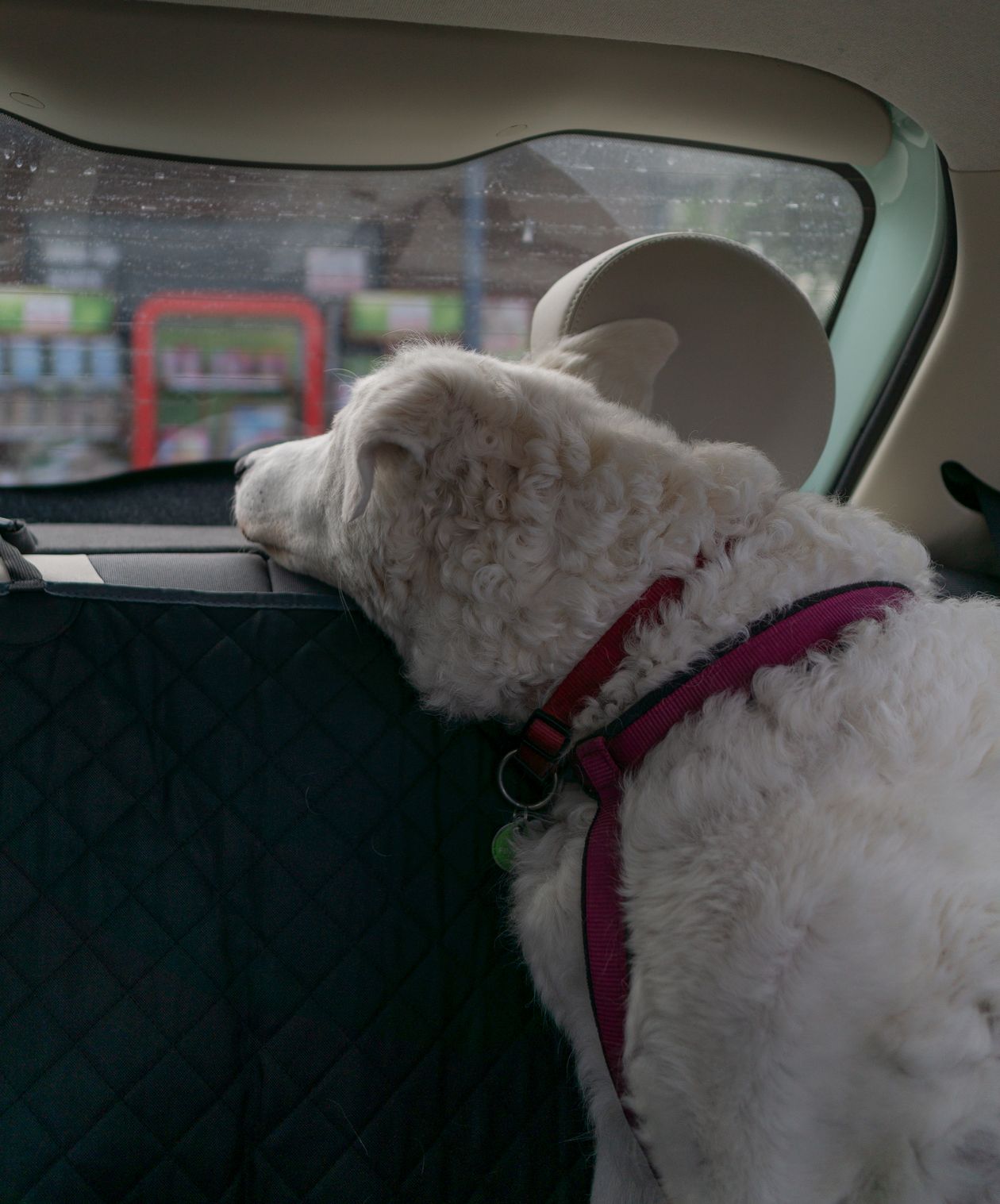 Dog looking out of a parked car window