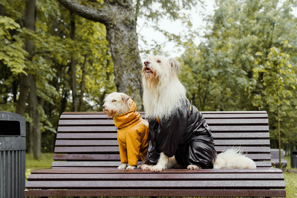 do dogs need a raincoat